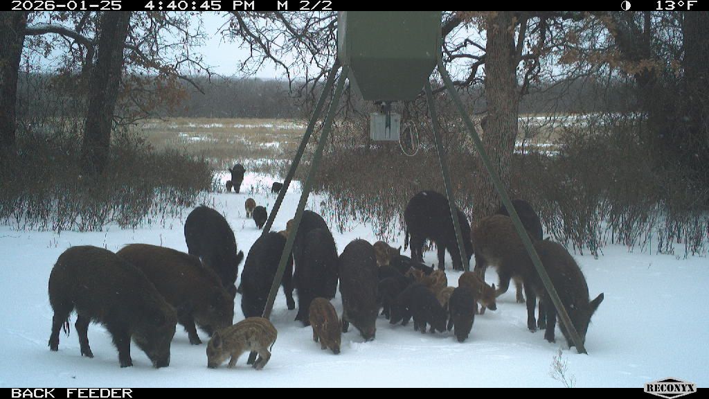 Whole sounder, piglets and all, working the back feeder at 13 degrees.