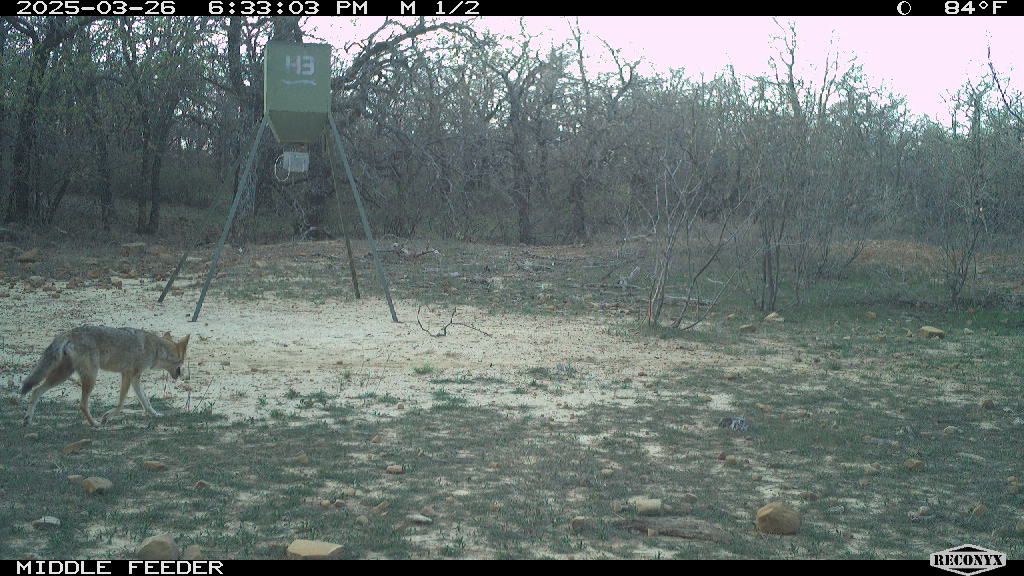 Song dog strolls past the middle feeder in broad daylight, 2025.