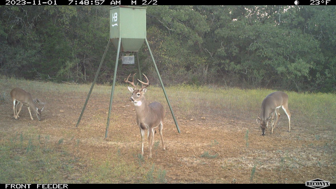 23 degrees, November 2023: he stared us down, two feeding behind.