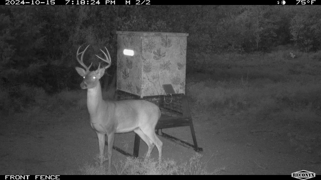 Stared the camera down at the feeder — tall-tined October 2024 buck.