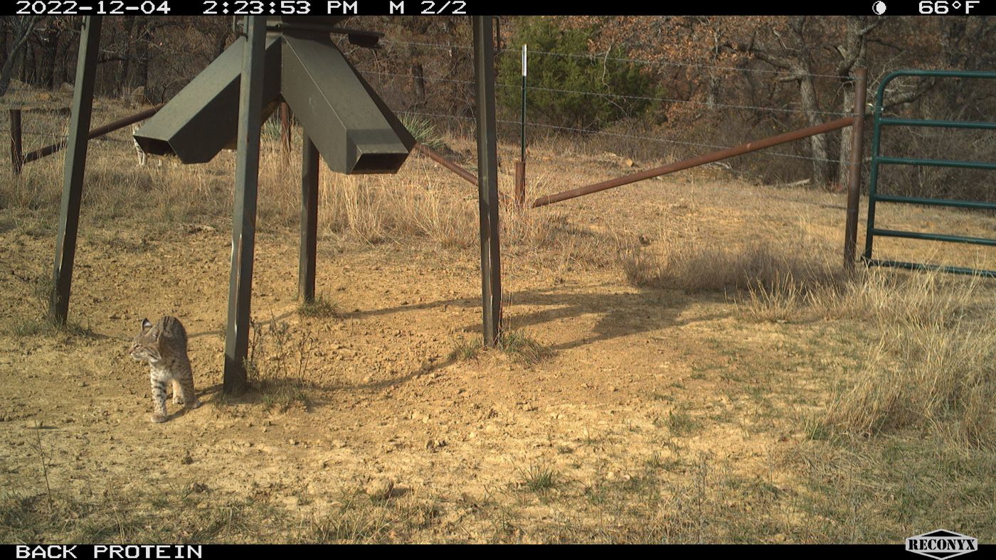 Look twice — two bobcats at the Back Protein feeder, broad daylight.
