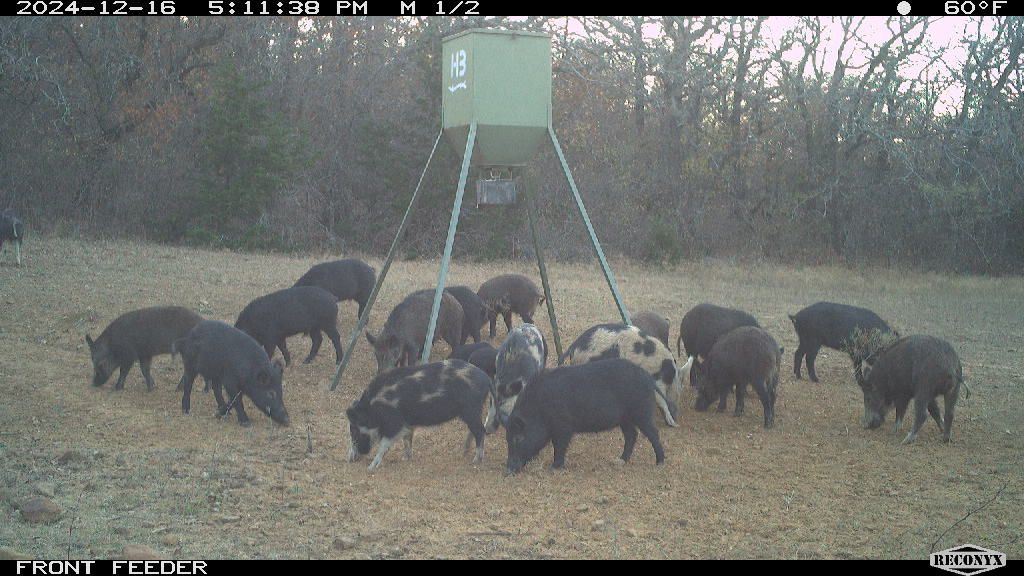 Whole sounder crowding the H3 feeder at dusk — spotted paints included.
