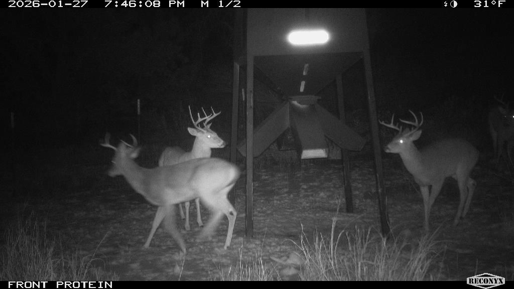 January 2026: four bucks, one protein feeder, 31 degrees, zero drama.
