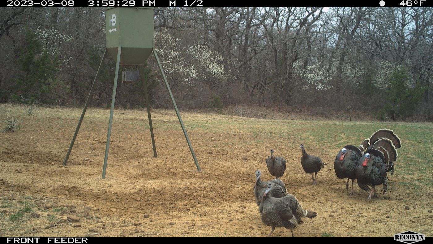 Two toms in full strut at the front feeder, hens unimpressed.