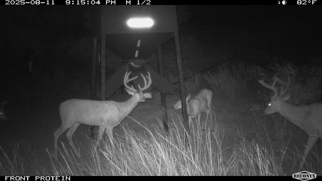 August 2025, tall velvet at the protein feeder — and he brought backup.