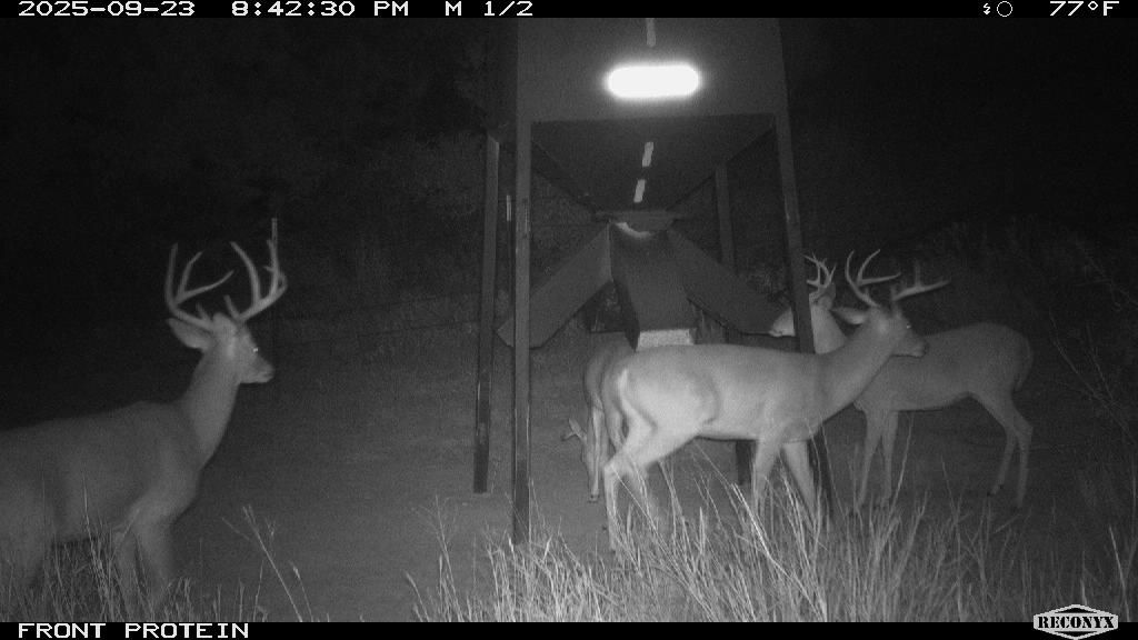 Four at the protein after dark, 2025 — that left buck's the one.