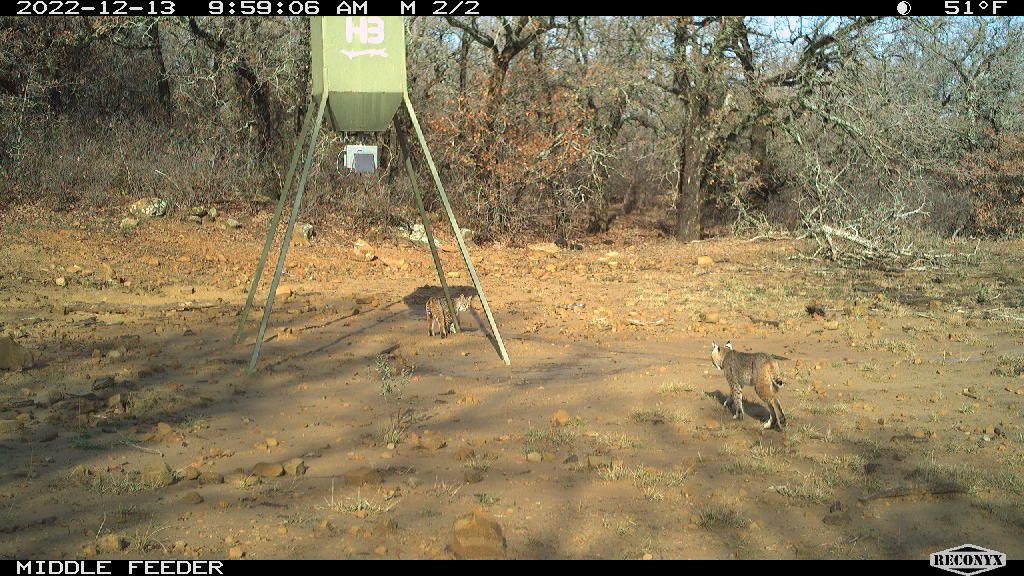 Two bobcats at the Middle Feeder, ten in the morning — 2022.