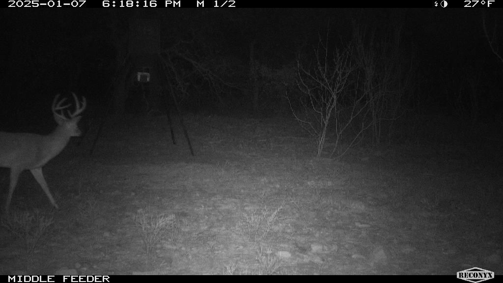 January 2025, 27 degrees: tall-tined buck easing into the middle feeder.