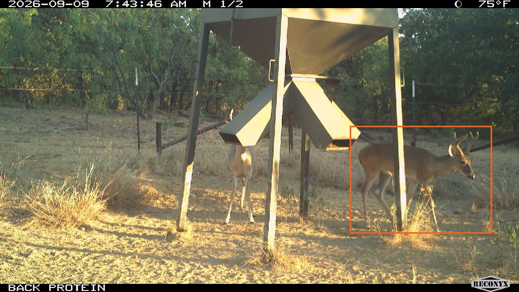 Slingshot — the outlined deer