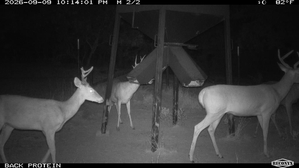 Four whitetails at the back protein