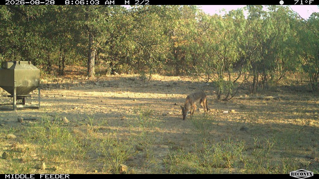 One coyote at the middle feeder