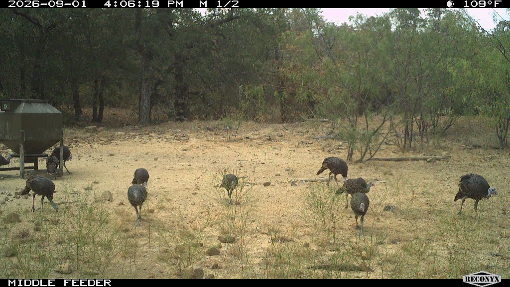 Ten turkeys at the middle feeder