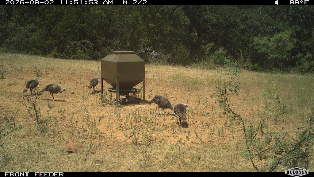Five turkeys at the front feeder