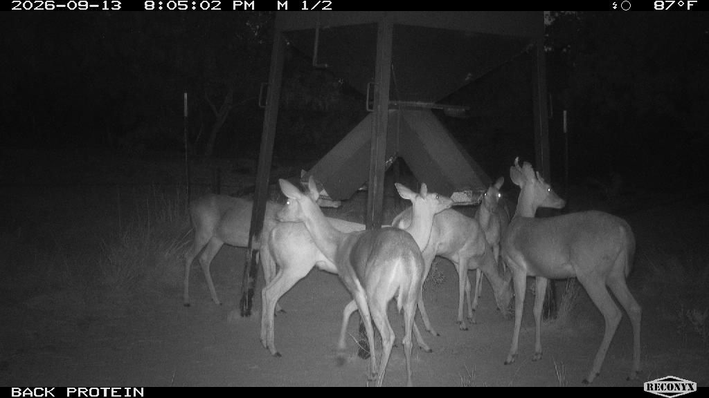 Seven whitetails at the back protein