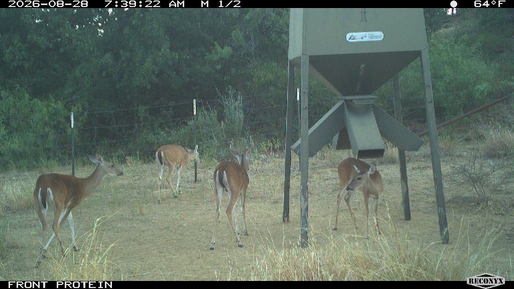 Four whitetails at the front protein