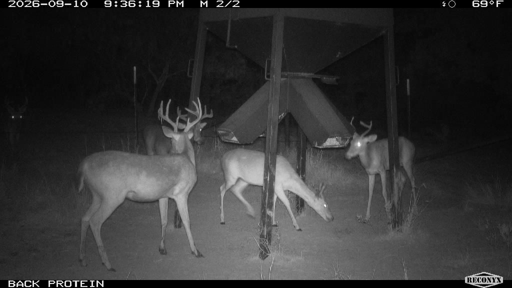 Five whitetails at the back protein