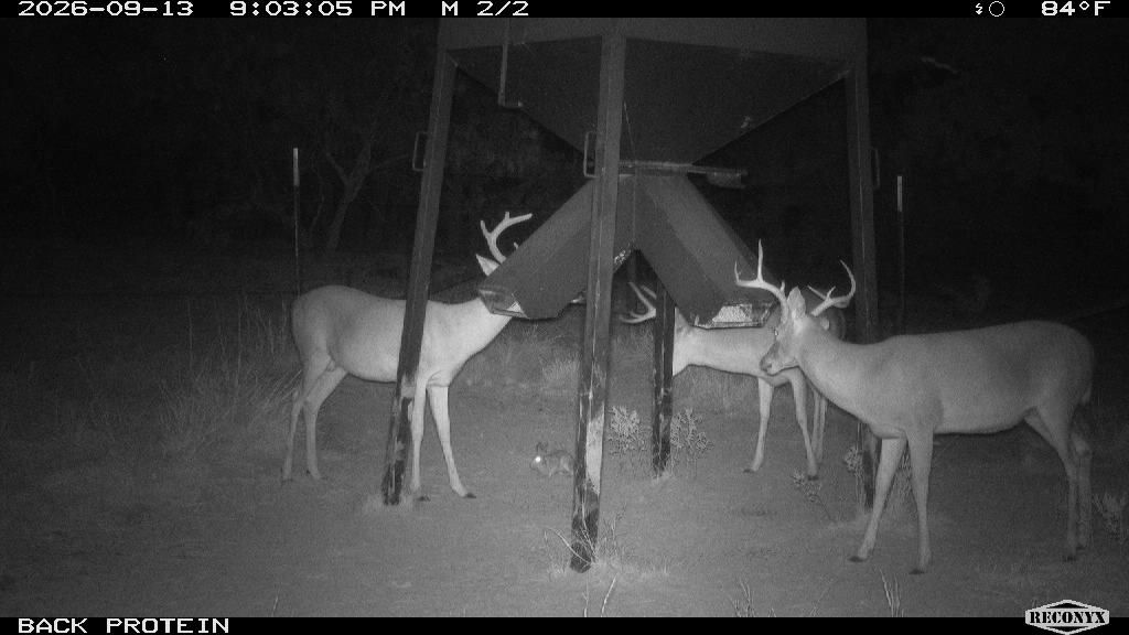 Three whitetails at the back protein