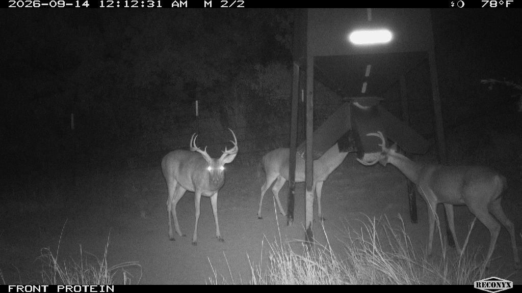 Three whitetails at the front protein