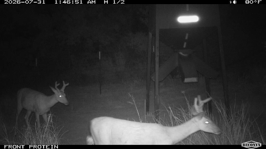 Two whitetails at the front protein