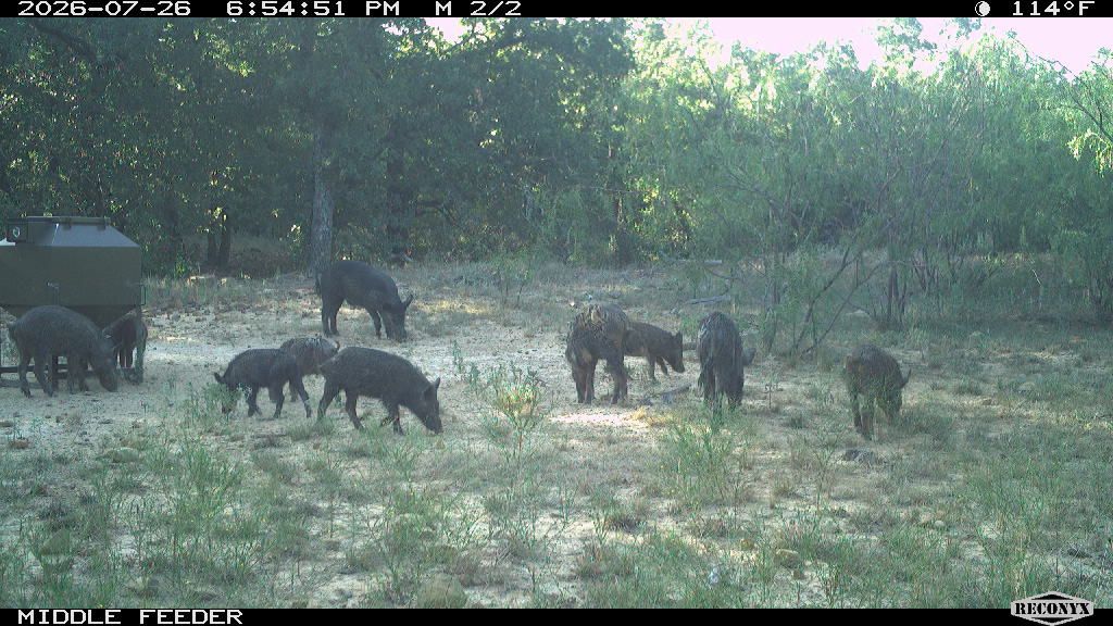 11 hogs at the middle feeder