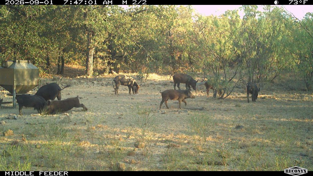 Nine hogs at the middle feeder