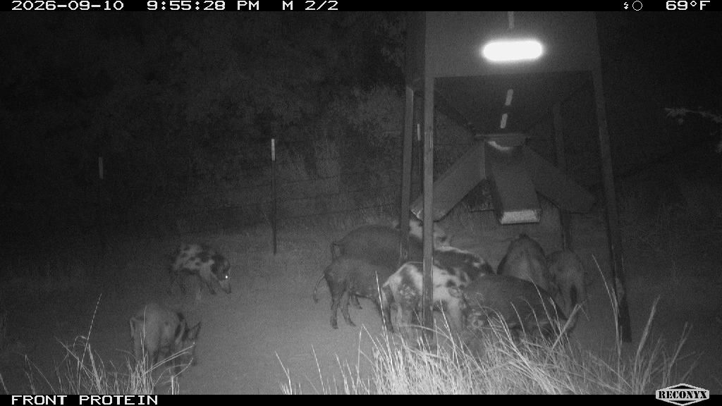 Nine hogs at the front protein