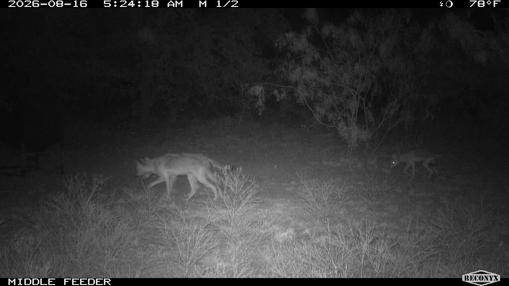 Two coyotes at the middle feeder