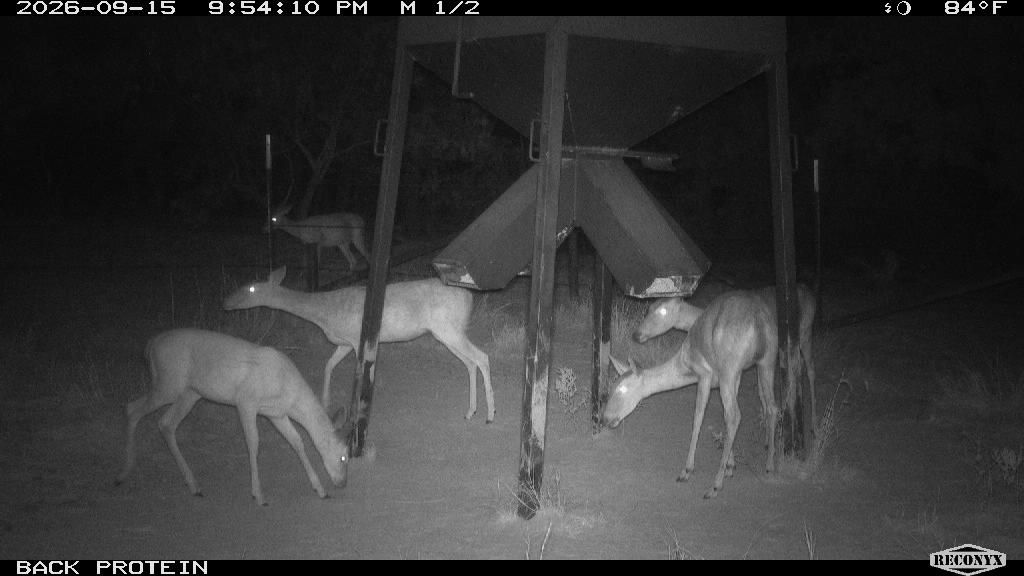 Whitetail Deer at BACK PROTEIN