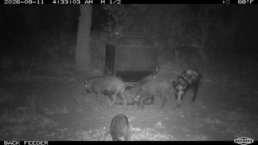 Raccoon at BACK FEEDER