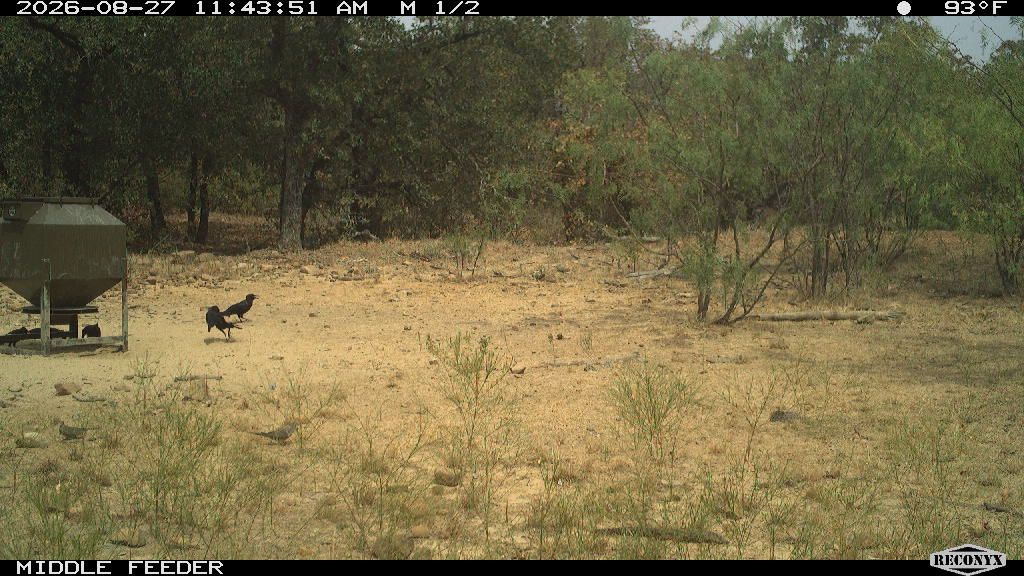Birds at MIDDLE FEEDER