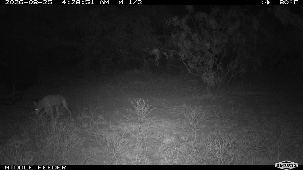 Coyote at MIDDLE FEEDER