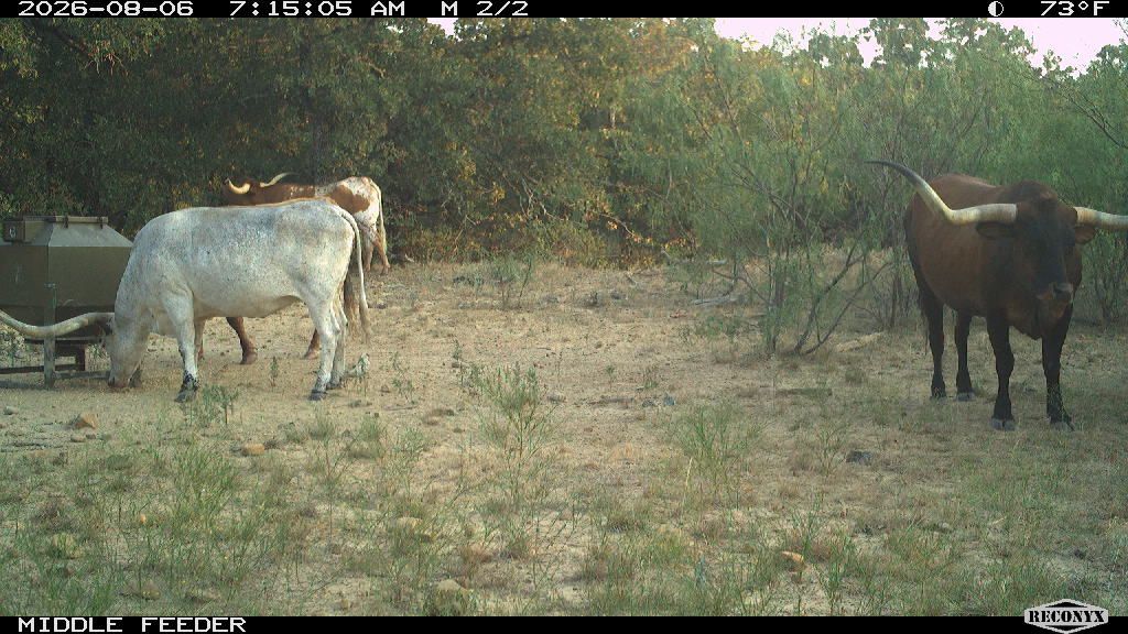Cattle at MIDDLE FEEDER