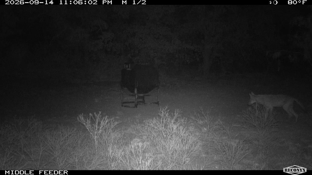 Coyote at MIDDLE FEEDER