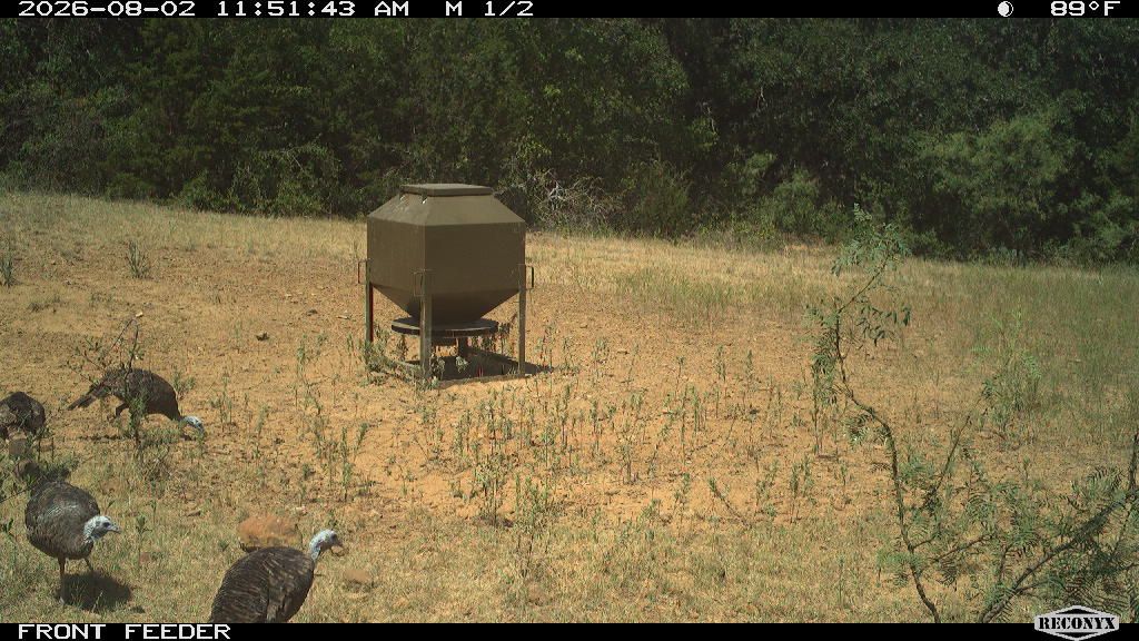 Turkey at FRONT FEEDER