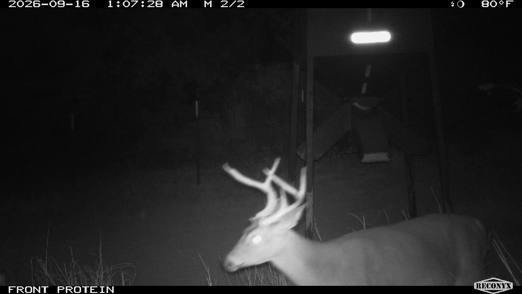 One whitetail at the front protein