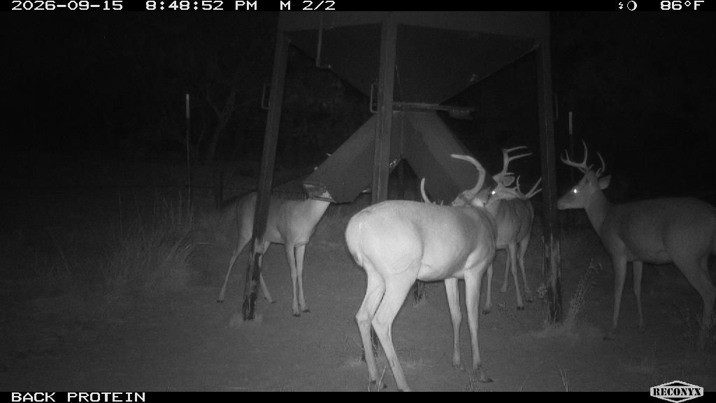 Bachelor group of three mature antlered bucks at the protein feeder simultaneously