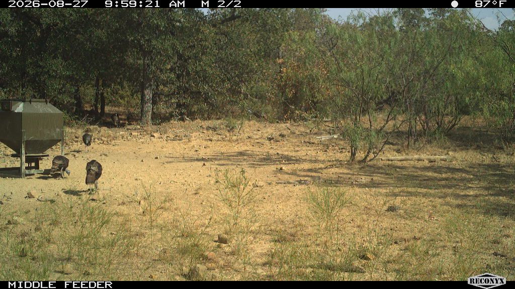 Turkey at MIDDLE FEEDER