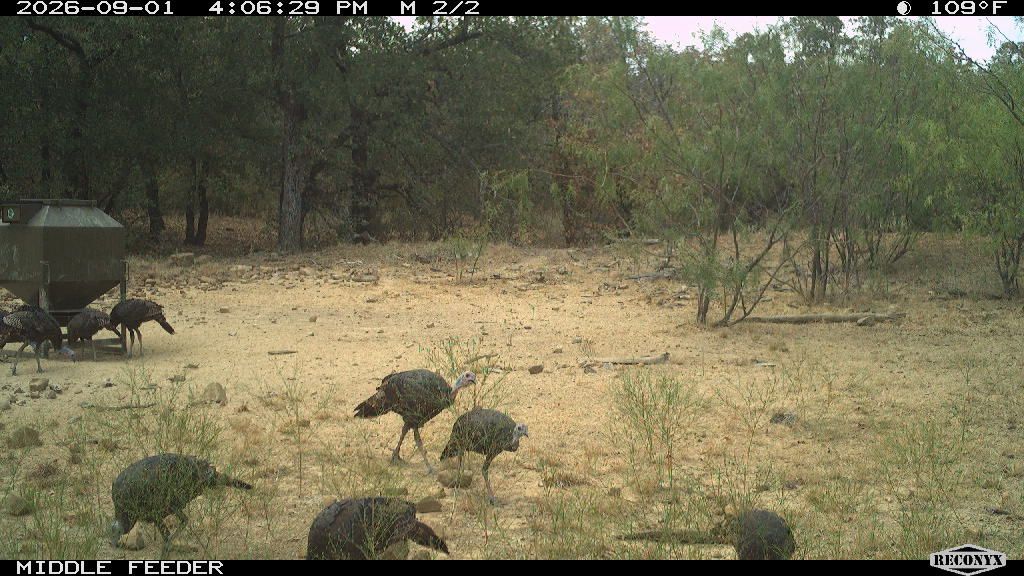 Turkey at MIDDLE FEEDER