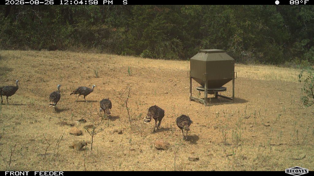 Turkey at FRONT FEEDER