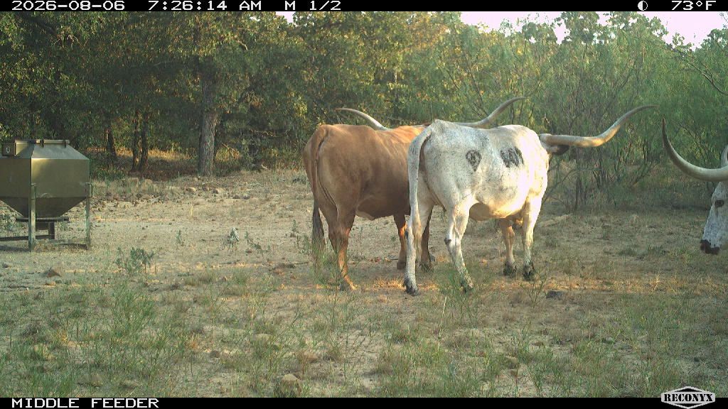 Cattle at MIDDLE FEEDER