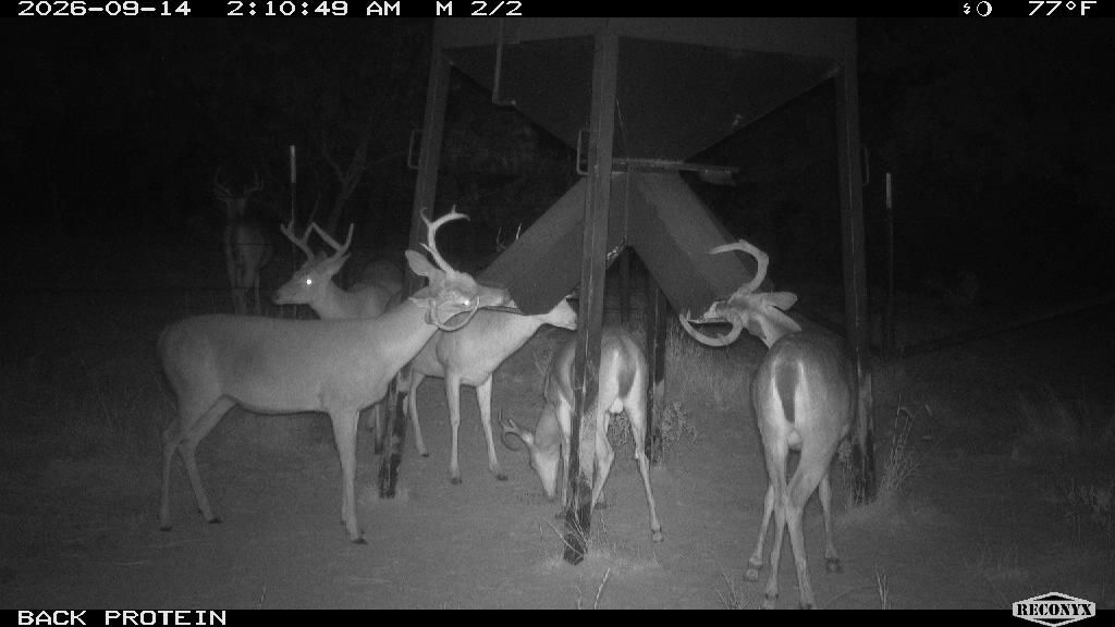 Whitetail Deer at BACK PROTEIN