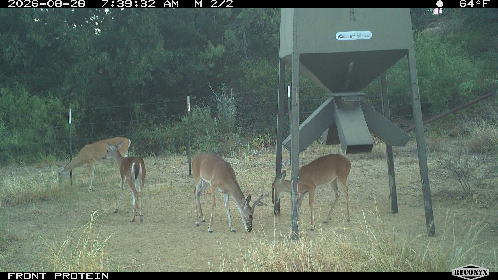Whitetail Deer at FRONT PROTEIN