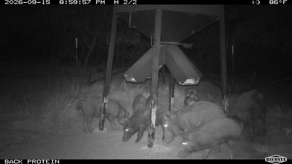 Large pig sounder (8+) at the protein feeder