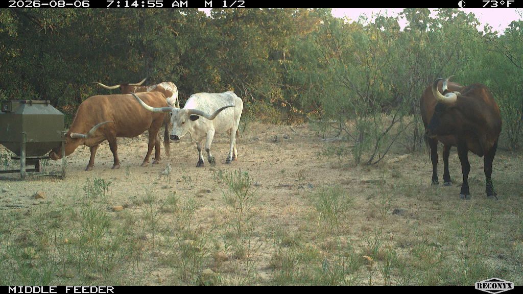 Cattle at MIDDLE FEEDER