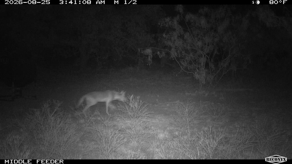Coyote at MIDDLE FEEDER