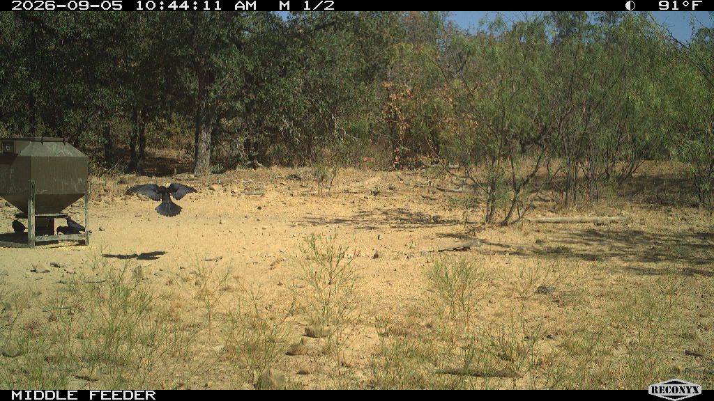 Birds at MIDDLE FEEDER