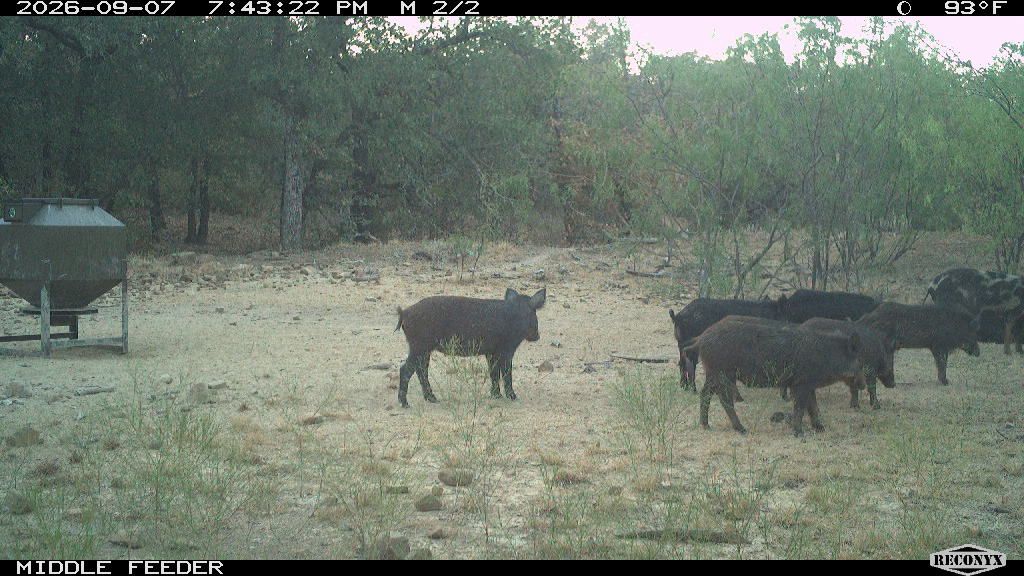 Wild Hogs at MIDDLE FEEDER