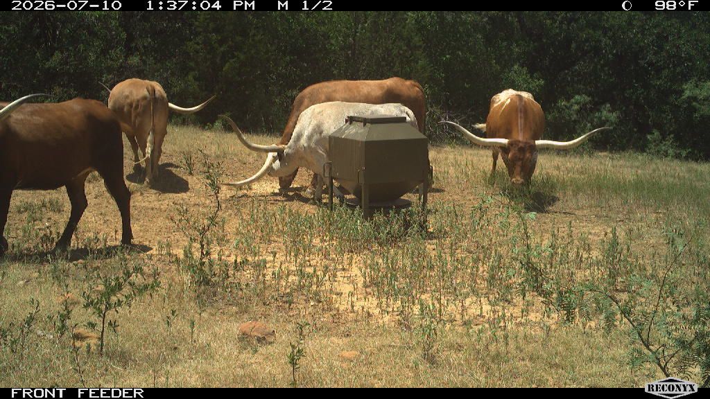 Cattle at FRONT FEEDER