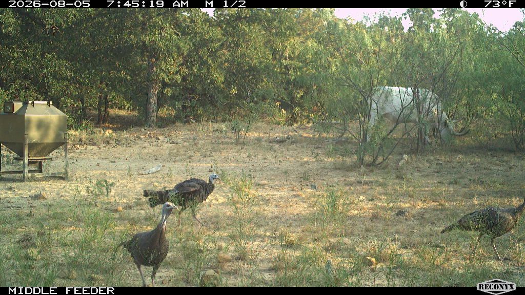 Turkey at MIDDLE FEEDER