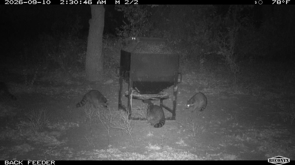 Raccoon at BACK FEEDER